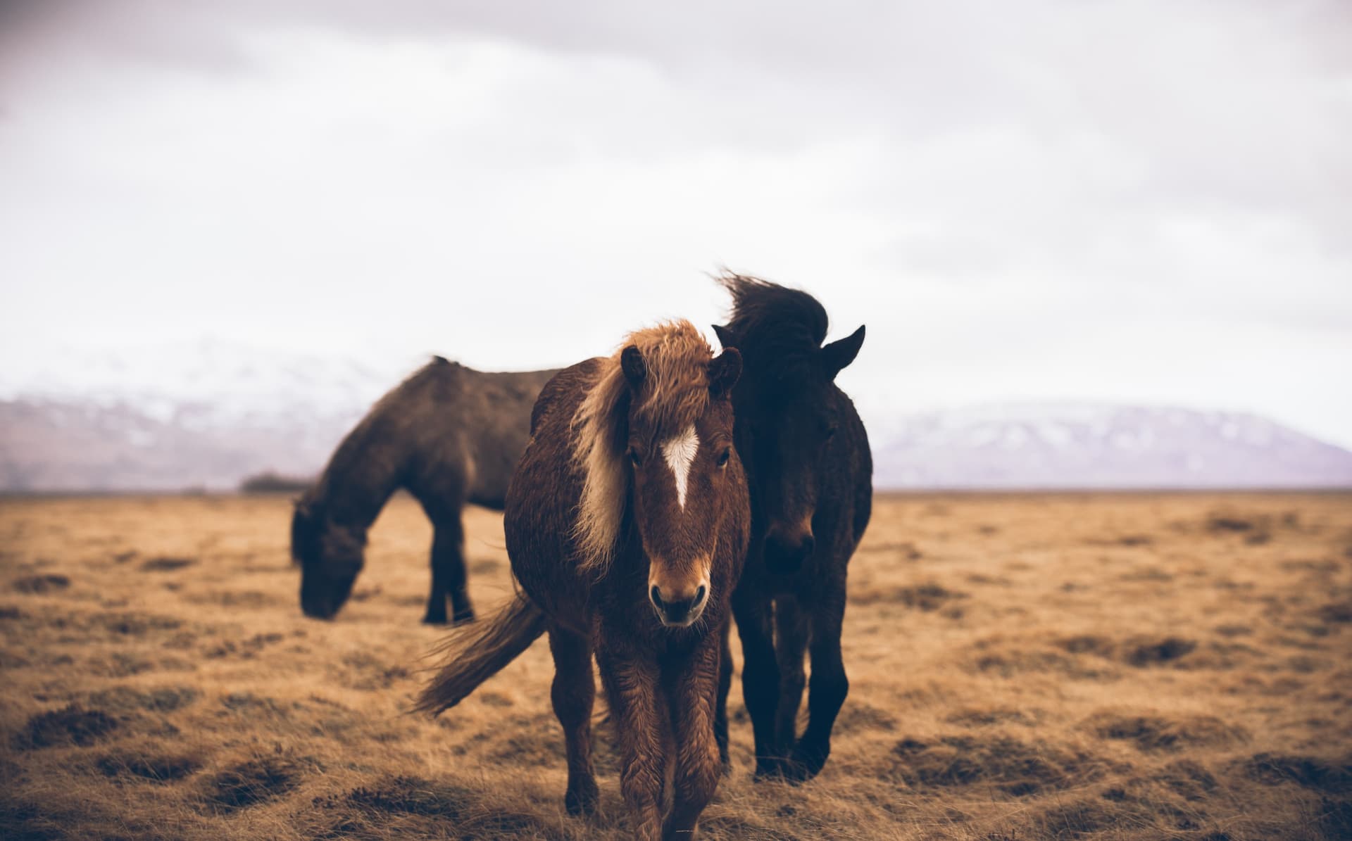 Quali animali si possono osservare in Islanda?